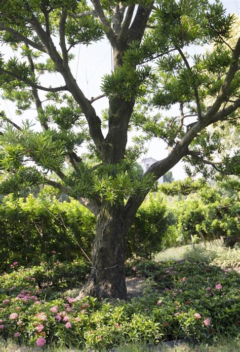 羅漢松種植方法|羅漢松種植指南：掌握技巧，輕鬆種出蒼翠羅漢松 